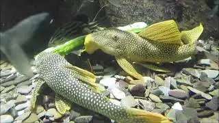 "Verschiedene Harnischwelse im Zoo-Aquarium Berlin"