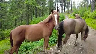 Маршрут через Хомяк на Синяк.