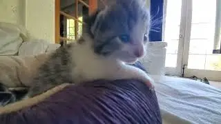 kitten testing physics theory