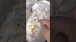 Tu pob nceb thaum pib hlav (taking care of mushrooms)