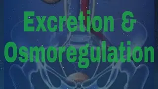 Class 11th : Excretion and Osmoregulation ( part 03 )