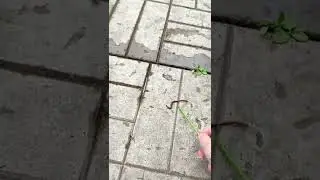 уксус с водою против сорняков