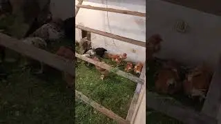 куры в домашних условиях