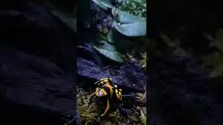 Dendrobates Leucomelas - #żabywdomu