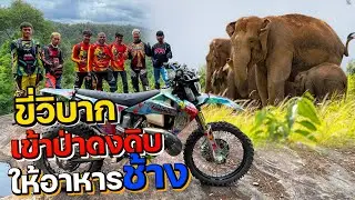 ขี่วิบากขึ้นป่าดงดิบ ทำโป่งเทียมให้ช้างกิน #Enduro