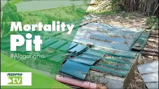 Mortality Pit