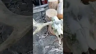 Рога лося 🦌