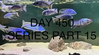 African cichlids series part 15 day 450