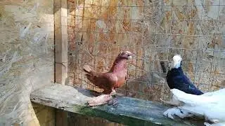 Голуби Таджикистана, на продажу