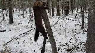 Открытие сезона по соболю, не плохое начало