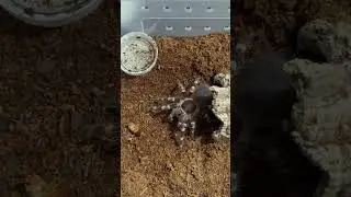 Обед из двух блюд для Acanthoscurria Geniculata #животные #природа #spider #tarantula #паук #animal