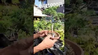 【激安商品紹介】藤樹園盆栽フェスまであと2日！【盆栽Q】