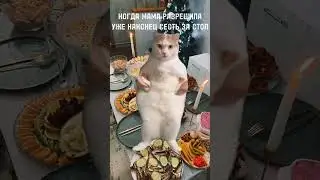 ДА ДА #новыйгод #мем#еда #котик #глобальныерекомендации  #хочуврек  #gre #fup