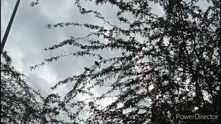 Nature sound.Birds are singing.
