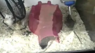 Mouse Running Around In Circles