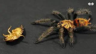 W KOŃCU nagrałem... Mało, ale jest!  😏🕷️