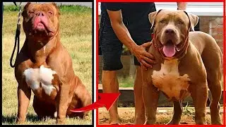 Você vai querer ter um Pit Monster depois desse vídeo!!! [10 motivos para ter um Pit Monster]