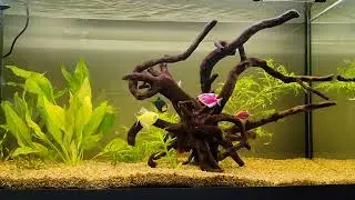 Fishtank 100. New plants