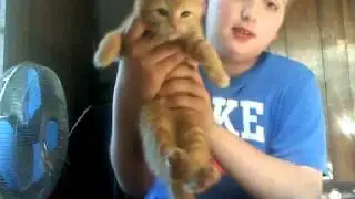 Kitten Hurt Meh