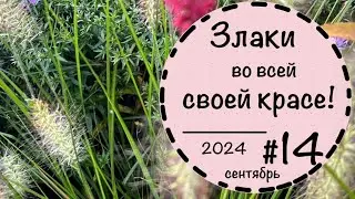 ☘️Прогулка по саду - 14 ☘️Сентябрь 2024☘️Злаки в саду☘️ Вечнозеленые кустарники☘️Цветники☘️