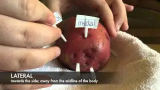 Human A&P: Anatomical Terms