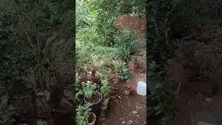 Our Garden