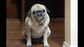 Blind/deaf Pug getting peanut butter off his nose