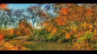 NATURE'S DIVERSE COLORS AND SOUNDS IN ALL THEIR BEAUTY 🌳🏞