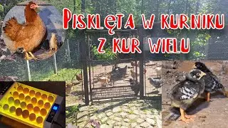 Pisklaki Małe Kurki inkubacja kwoka