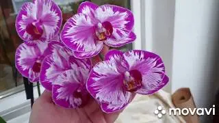 Обзор моих шикарных цветущих орхидей)))