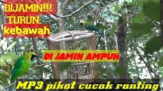 🔴 MP3 SUARA PIKAT CUCAK RANTING- sudah terbukti ampuh!!!