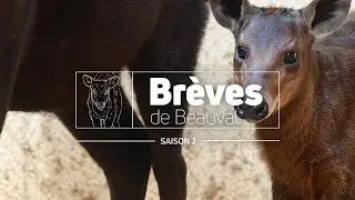 Brèves de Beauval : l’émission 100% immersion ! - Saison 2 Ep 6