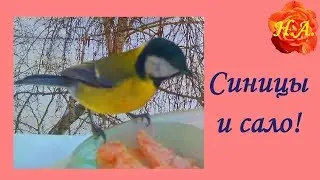 Мои синицы любят сало🐦Про птиц