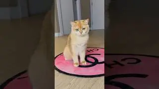 My cat hid this from me… 