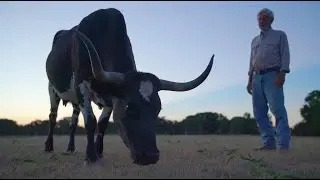 Forever HOME - beautiful cows in need of homes!