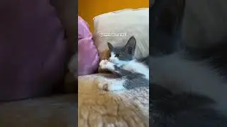 Смотрите подробнее про Байта у нас на канале! #ищетдом #котики #животные