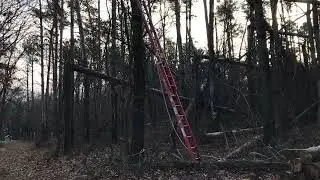 Removing a snagged, hung up tree
