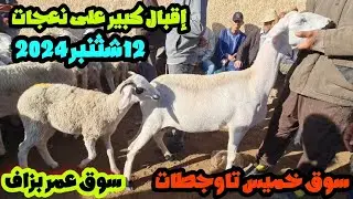 سوق عمر بزاف خميس تاوجطات لحوالى وماعز وإقبال كبير على شراء نعجات 2024/09/12