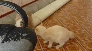 Постановщики боевых сцен в «Тушёнке из котиков»