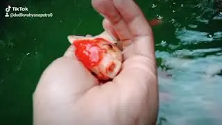 Tik tok viral