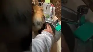 how do people get a tiger 🤔