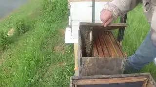 Swarm Catches in Bait Boxes