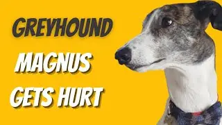 Greyhound gets hurt