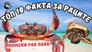 ТОП 10 БЪРЗИ ФАКТА ЗА РАЦИТЕ