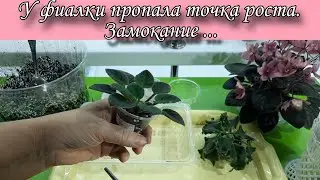 У фиалки пропала точка роста, фиалочка замокла. Показываю на своих розетках как это исправить!