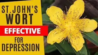 The Efficacy of St. John's Wort in Treating Depression
