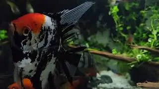 My fresh water aquarium after 1 year