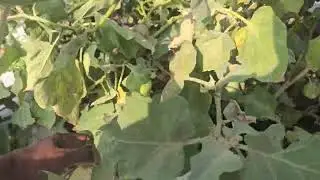 मेरे फार्म में एक ही पौधे पर टमाटर और बैंगन  लगे हैं देखिए #shorts #youtubeshorts #shorts viral