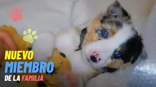 ¡Adoptamos un cachorro Border Collie! - Mascotas en Corea del Sur