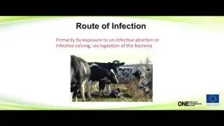 Brucellosis 1: Epidemiology, Pathogenesis and Clinical Signs